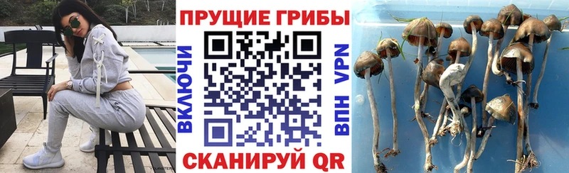 Псилоцибиновые грибы Psilocybe  Купить где  Озёры 